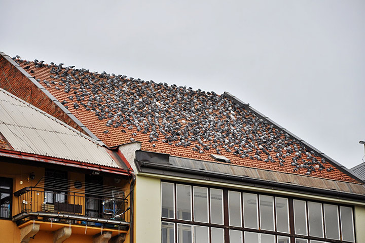 A2B Pest Control are able to install spikes to deter birds from roofs in Walthamstow. 