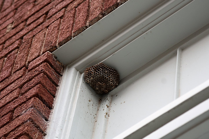 We provide a wasp nest removal service for domestic and commercial properties in Walthamstow.